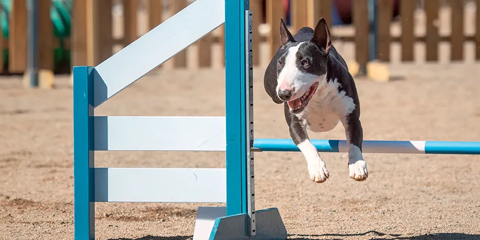 BULL TERRIER 940X470 5 ADIESTRAM.png