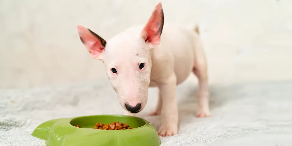 BULL TERRIER 940X470 7 ALIMENTO.png