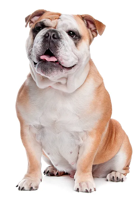 BULLDOG 480X684.png