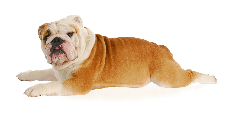 BULLDOG 940X470 1 SINF.png