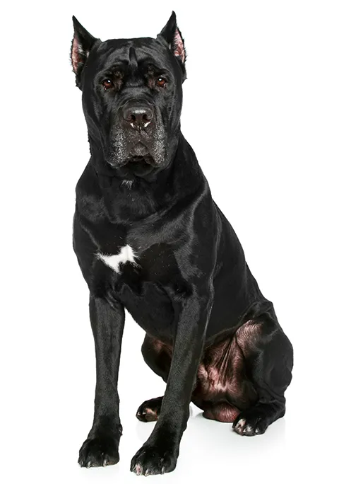 CANE CORSO 480X684.png