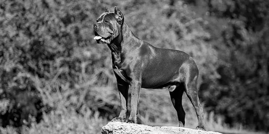 CANE CORSO 940X470 2 ORIGEN.png