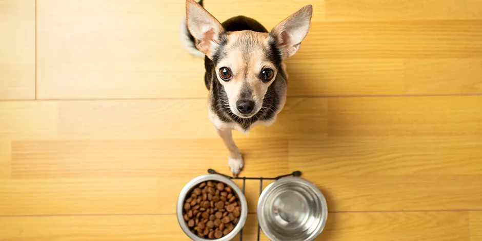 CHIHUAHUEÑO 940X470 8 ALIMENTO.png