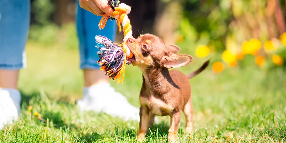 CHIHUAHUEÑO 940X470 9 VENTAJAS.png