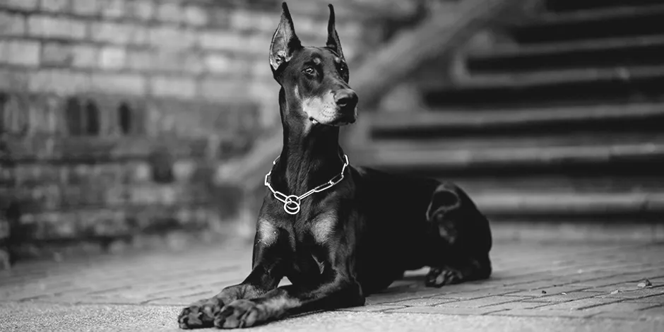 DOBERMAN 940X470 2 ORIGEN.png