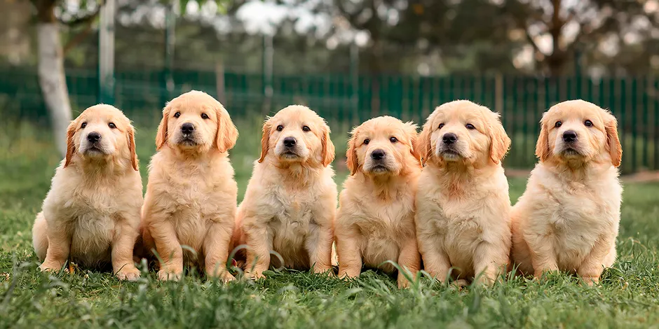 GOLDEN RETRIEVER 940X470 9 VENTAJAS.png