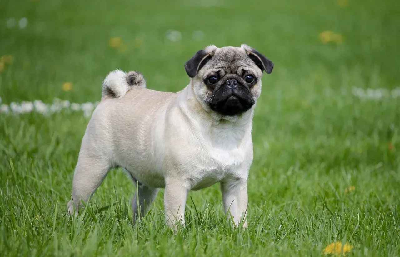 pug-gb9ec9b313_1280.webp