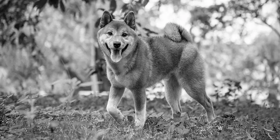 SHIBA INU 940X470 2 ORIGEN.png