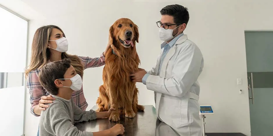 Familia con tapabocas acompañando a su mascota golden retriever en el veterinario, para su control de vacunas para perros adultos. 