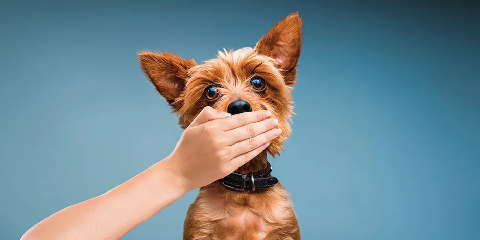 Perro pequeño con el hocico tapado. Una buena limpieza dental en perros les evitará el mal aliento.