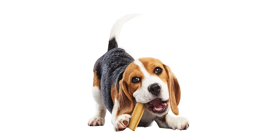 En el mercado hay productos adecuados para apoyar la limpieza dental en perros.