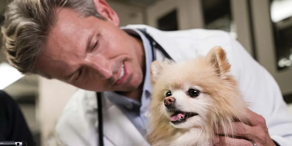 El veterinario te orientará en cómo hacer una correcta limpieza dental en perros, como en el caso de este pomerania.