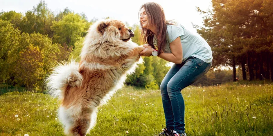 Un ejemplar de chow chow con su dueña, mostrando porqué esta es una de las razas de perros grandes.