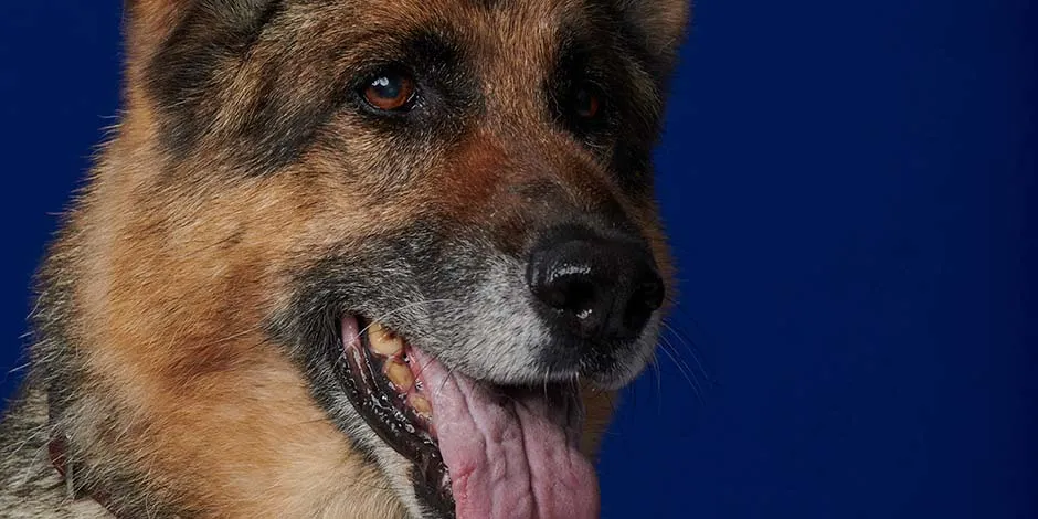 El pastor alemán es sin duda una de las razas de perros grandes más famosas. Lee más sobre ellos aquí.