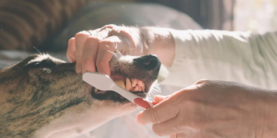 Para hacer un correcto cepillado dental en perros, no necesitas pastas dentales para humanos. Busca las opciones correctas.
