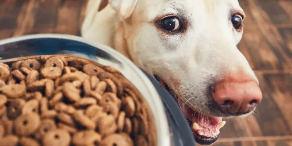 Saber cuántas veces debe comer un perro ayudará a que elijas la mejor opción para su nutrición.