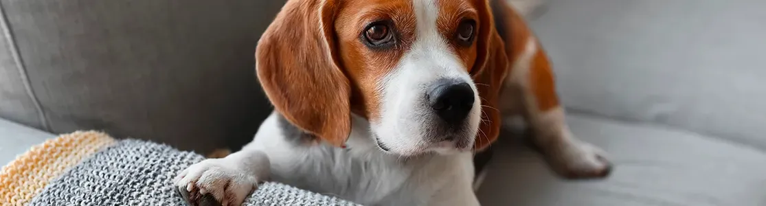 El beagle es una de las razas de perros medianos más reconocidas. Conoce más de él aquí.
