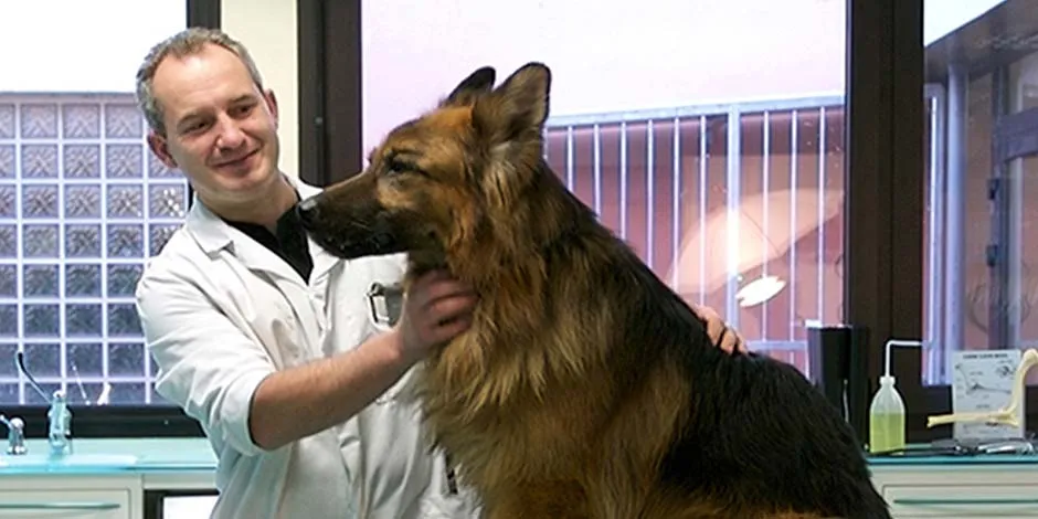 La respuesta a ¿cómo cuidar a un perro senior de manera segura? es: con apoyo del veterinario.