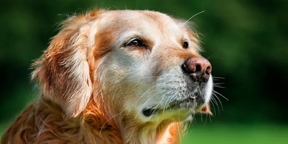 Saber cómo cuidar a un perro senior, como este labrador, hará que nuestras mascotas se sientan mejor en su vejez.