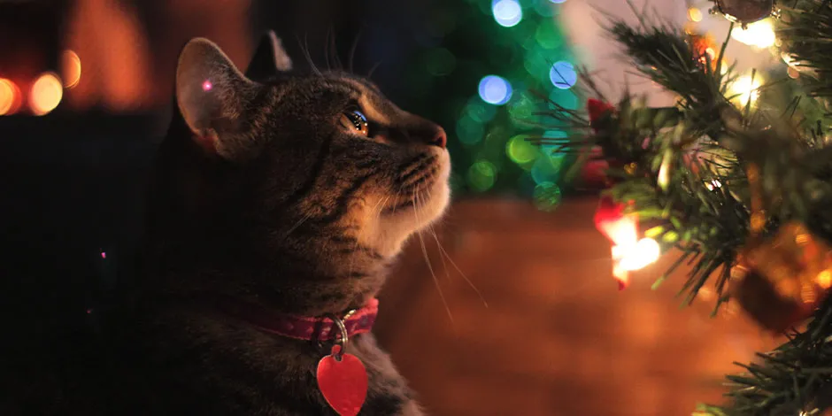 Al considerar los cuidados para mascotas en Navidad, garantizas su seguridad, como en el caso de este gatito.