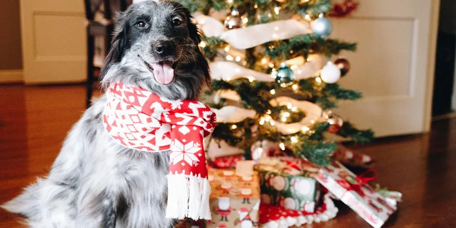 Ten presentes los cuidados para mascotas en Navidad y protege a las tuyas… y a tus obsequios.