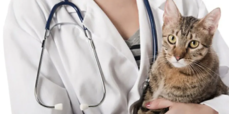 Las vacunas para gatos son claves para darles bienestar a las mascotas. Conoce y cumple con su plan de vacunación.