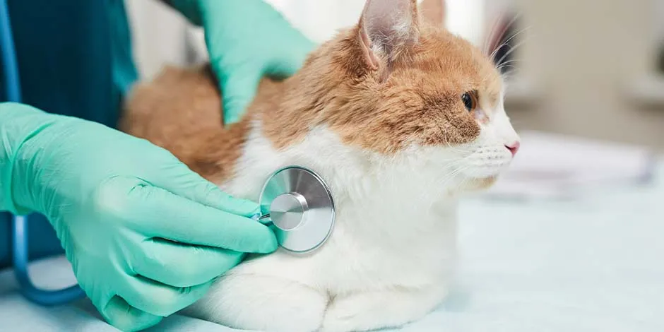 Algunas vacunas para gatos, para tener mayor eficacia, deben contar con refuerzos. Asesórate con tu veterinario sobre las frecuencias y dosis.