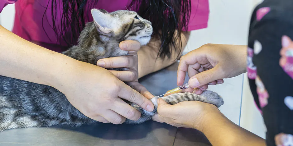 Las vacunas para gatos se aplican desde que es cachorro y le darán las bases para su salud durante toda su vida.