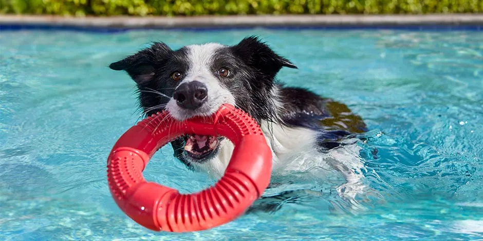 Aprende como elegir los mejores juguetes para perros Purina Colombia