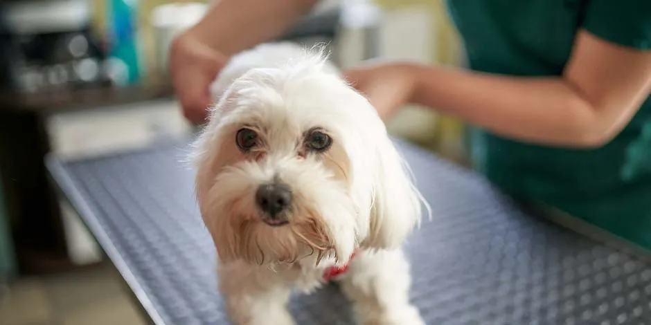 Prevén las alergias a los perros y lleva a tu compañero al veterinario, como en la foto.