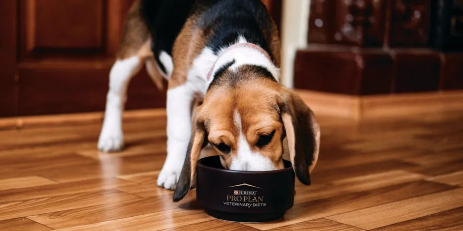 Elige un comedero para perros a su altura y protege la postura de tu mascota, como con este beagle.