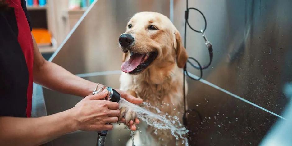Labrador sonriente recibiendo un baño. Conoce cómo bañar a un perro y cuida su higiene.