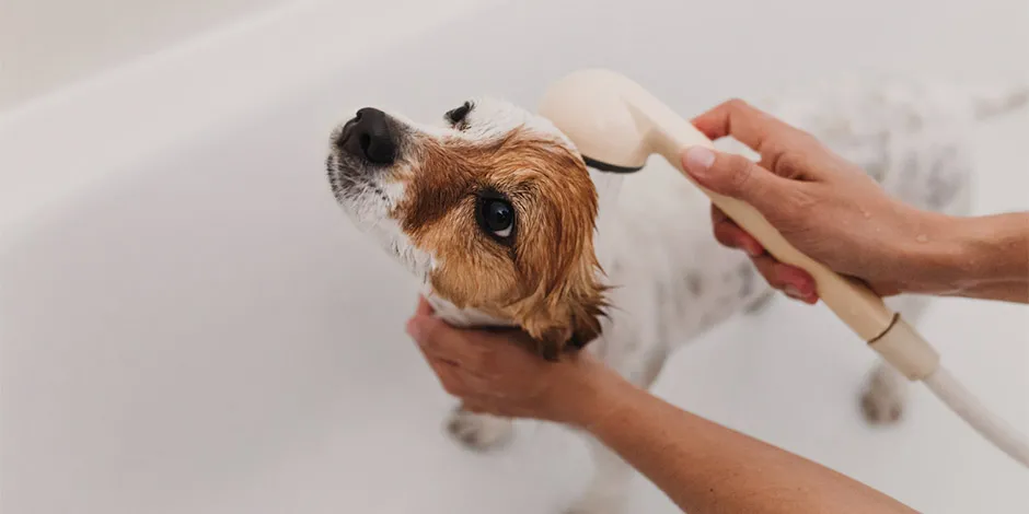 Descubre cómo bañar a un perro, tal como hacen con este Jack Russell en una bañera.
