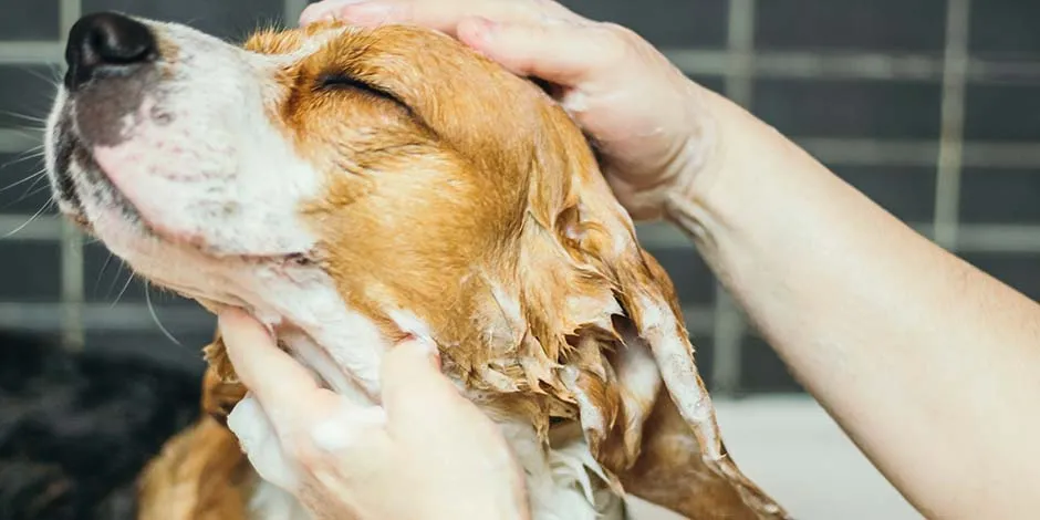 Saber cómo bañar a un perro y hacerlo en casa ayuda a afianzar el vínculo entre ambos. Beagle sonriente en medio de su baño.