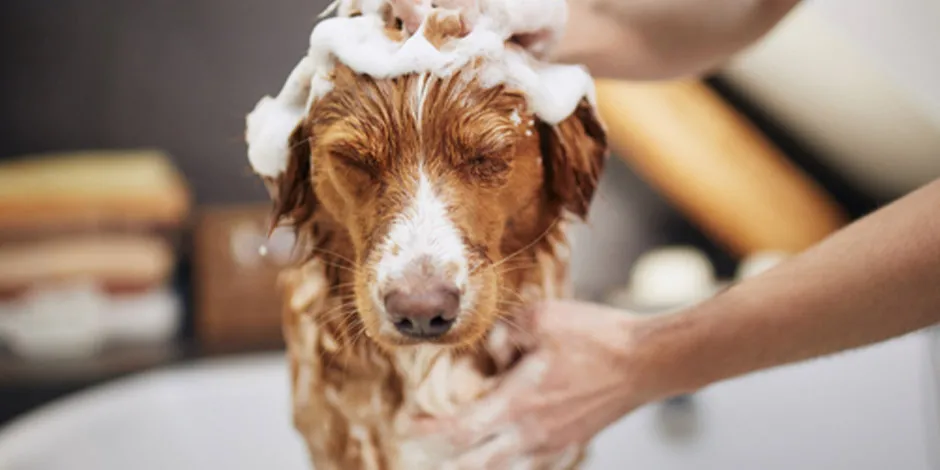 Cachorro siendo bañado con los elementos de aseo correctos. Como bañar a un perro