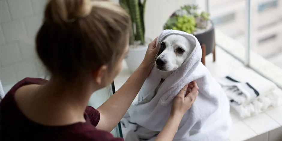 Como parte de bañar a un perro, está el secado. Tutora secando a su cachorro con una toalla.