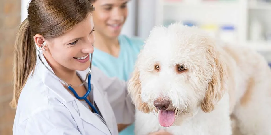 Si no sabes cómo bañar a un perro, consulta a tu veterinario. Perro siendo valorado por profesional.