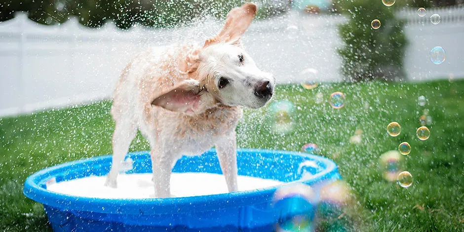 Cachorro fuera de casa sacudiéndose para secarse. Aprende cómo bañar a un perro y su importancia.