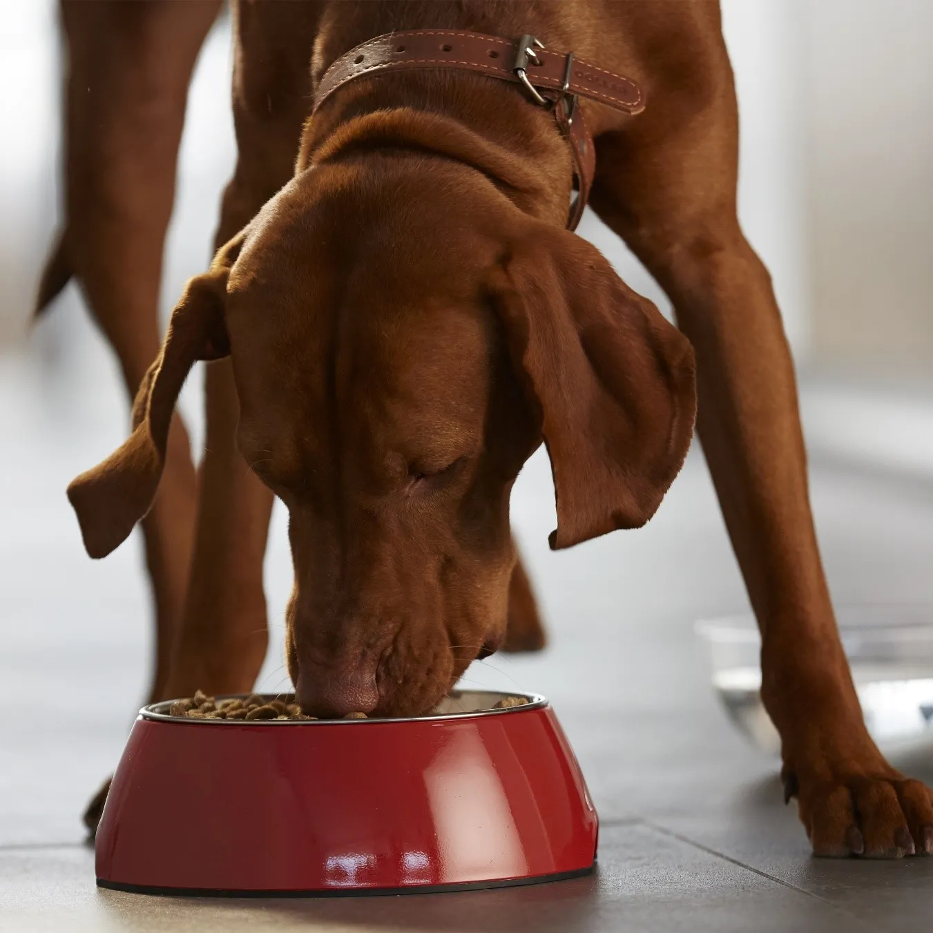 Vizsla comiendo. La alimentación es clave y es parte vital de cómo cuidar a un perro senior.