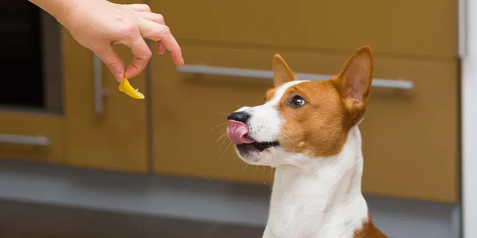 Perro raza pequeña relamiéndose y viendo una rodaja de limón en una mano humana