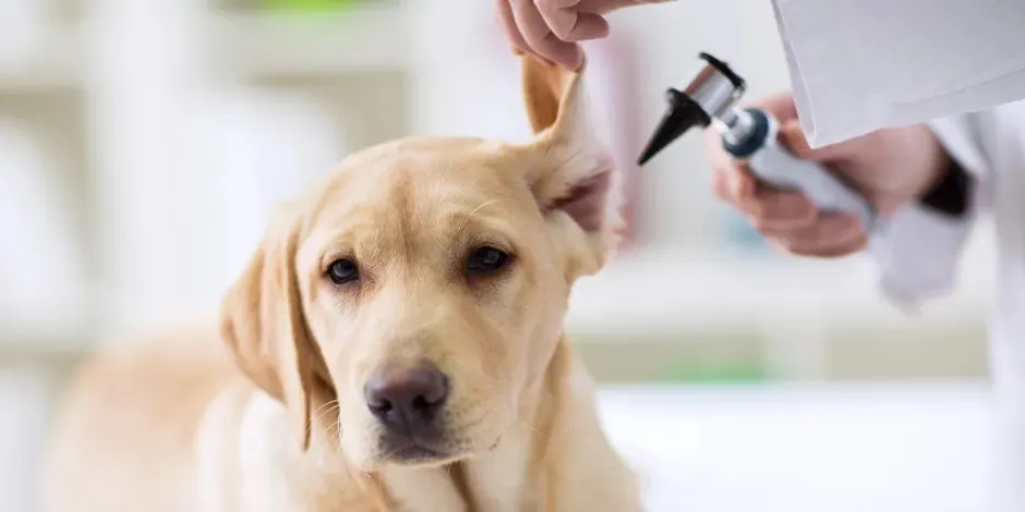 Veterinario que examina las orejas de un perro.