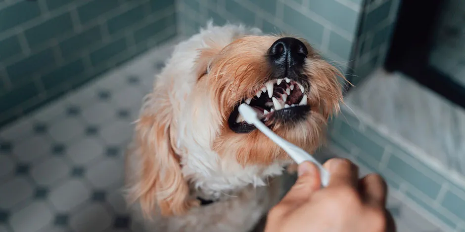 alimento-perros-viejos-con-pocos-dientes-higiene.jpg