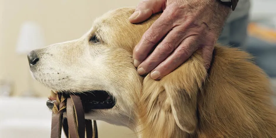 Pese a su tamaño imponente, este golden retriever es de los perros ideales para adultos mayores.