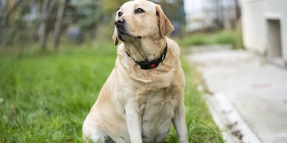 Una alimentación para esta perra embarazada labrador hará que ella y sus crías se nutran adecuadamente.