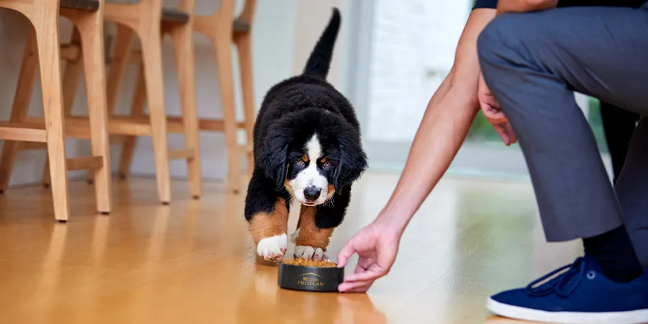 Cambio de alimento en perros. Cachorro de boyero suizo acercándose a su plato de PURINA® PRO PLAN.