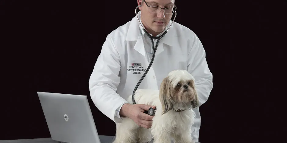 Veterinario de PURINA® junto a un Shih tzu, haciendo un estudio de comida sana para perro.