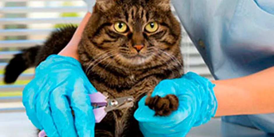 Cortando las uñas de un gato. Ese proceso es clave en la higiene de todas las mascotas.