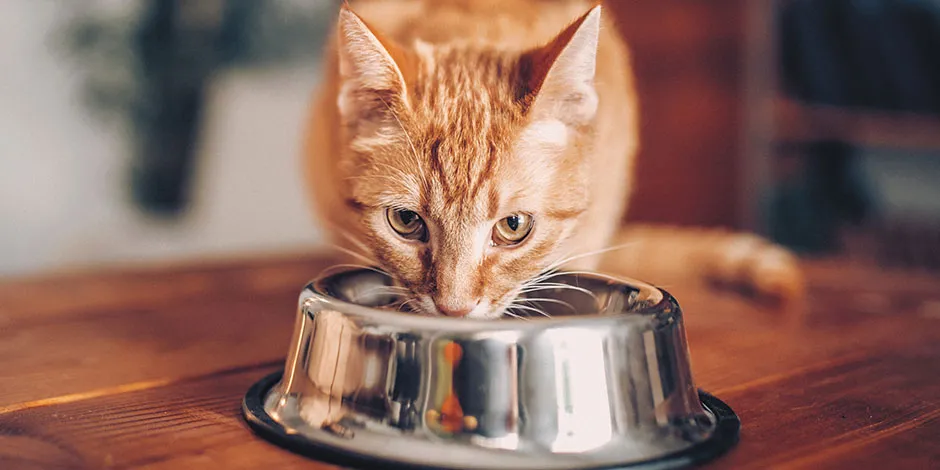 Aprende qué comen los gatos y alimenta bien a tu mascota. Michi color naranja con su plato lleno.