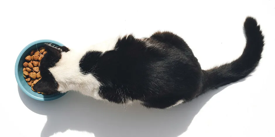 Aprende qué comen los gatos y alimenta bien a tu mascota. Michi blanco con negro con su plato lleno.
