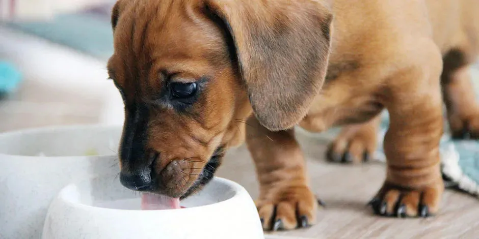 Entérate de lo que debe comer un cachorro en etapa de destete como este dachshund que bebe leche.